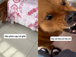 Chú chó thái độ lòi lõm với cậu chủ hay mách lẻo