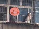 Husky giận dỗi ông chủ leo ra ban công đứng