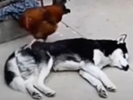 Husky nổi cáu vì gà trống quậy phá không cho ngủ