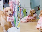 Chú chó điệu đà thích diện áo đẹp và soi gương