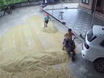 Hai bé trai dùng xe đạp điện để cào lúa chạy mưa ở Nghệ An