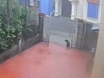 Chú chó sang chấn tâm lý khi sét đánh thẳng xuống góc sân