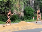 Du khách Tây giúp người dân cào lúa chạy mưa ở Ninh Bình
