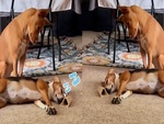 Chú chó nhìn đắm đuối vẻ đáng yêu của bạn mình khi ngủ