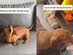 Chú chó vui trở lại khi cô chủ trả lại tiền cho mình