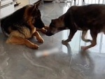 Chú chó thao túng tâm lý đồng bọn để cướp đồ ăn