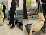 Chú chó trả treo với cậu chủ siêu hài