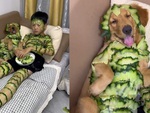 Bé trai và chú chó lấy dưa leo đắp mặt nạ khắp người