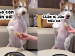 Chú chó đòi ăn sủi cảo chấm xì dầu siêu hài hước