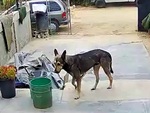 Chú chó 'sợ đến già' vì hổ báo lao ra đường bị xe tông
