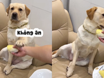Chú chó ngất xỉu vì không ngửi được mùi sầu riêng