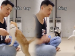 Chú mèo thông minh hiểu được khẩu lệnh của cậu chủ