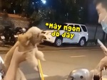Những chú chó cưng hổ báo nhưng mang trong mình gan chuột nhắt