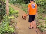 Chú chó ham chơi biết hối lỗi vì sợ sen đánh đòn
