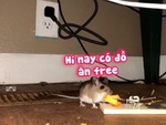 Con chuột lăn chục vòng vì hoảng hồn khi suýt dính bẫy