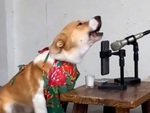 Chú chó hát karaoke đúng nhịp