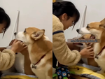 Chú chó corgi buồn bã vì nghĩ cô chủ hết thương mình