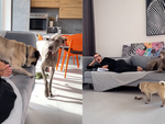 Chú chó dùng thủ đoạn giành chỗ ngồi trên sofa để xem tivi