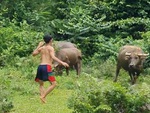 Trâu ngơ ngác nhìn thanh niên nhún nhảy lêu lêu