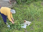 Chó con đùa giỡn tinh nghịch bên bà cụ