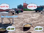 'Người ấy và tôi em chọn ai' phiên bản chó cưng