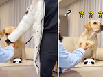 Chú chó nổi cáu với cậu chủ lầy lội