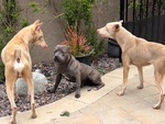 Hai chú chó hết hổ báo vì bắt nạt nhầm pitbull