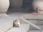 Chim đánh mèo không trượt phát nào
