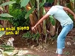 Chú mèo cay cú khi bị chàng trai lêu lêu