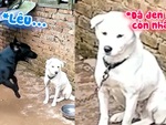 Chú chó lêu lêu đồng bọn bị xích