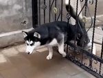 Gia chủ bất lực với husky ngốc nghếch