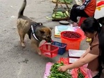 Chú chó biết lấy tiền, cầm giỏ đi chợ giúp cô chủ