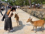 Hươu cúi đầu cảm ơn khi du khách cho ăn