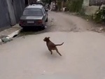 Chú chó hổ báo bị chàng trai dạy cho một bài học nhớ đời