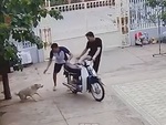 Thanh niên hoảng hồn với 'chó nhà tao ngoan lắm, không cắn đâu'