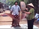 Chàng trai tái hiện màn rê lúa thập niên 80
