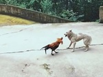 Chú chó chùn chân với gà trống hổ báo