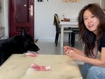 Chú chó đang ngủ bị sen bắt dậy trộm tiền của 'nóc nhà'