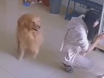 Chú chó nhảy nhót vui sướng khi đồng bọn bị sen đánh