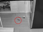 Chủ nhà bất lực khi check camera thấy chuột nhảy nhót quanh bẫy