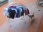 Chú chó kéo sào phơi đồ vào nhà khi trời mưa