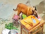 Chú chó chạy sang hàng xóm ăn vụng được bữa thịt no nê