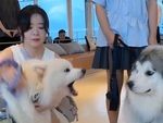 Chú chó hết hổ báo vì bị cô chủ tát
