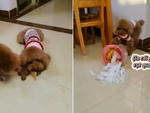 Chú chó ngơ ngác không hiểu vì sao cục xương đang ăn bỗng dưng biến mất