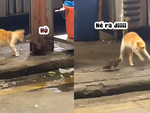 Chú mèo sợ chuột