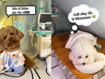 Chú chó đóng giả bác sĩ khám bệnh cho đồng bọn