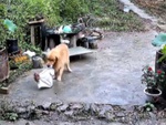Chú chó giải cứu con gà để không bị sen làm thịt