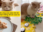 Chú mèo sở hữu khả năng giao tiếp đáng ngạc nhiên