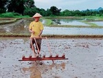 Máy gieo hạt chạy bằng cơm