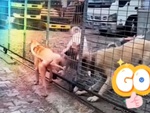 Chú chó cà khịa đồng bọn tức nổi điên